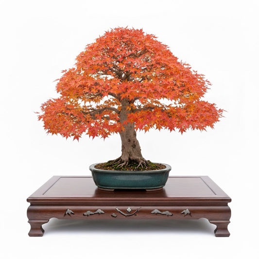 Exhibición de bonsai Arce Palmatum sobre mesa de madera noble Taku resaltando la armonía de colores y el tamaño ideal para ejemplares Chuhin.